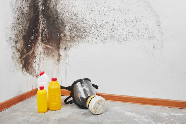 Best Attic Mold Removal  in Fort Lee, NJ