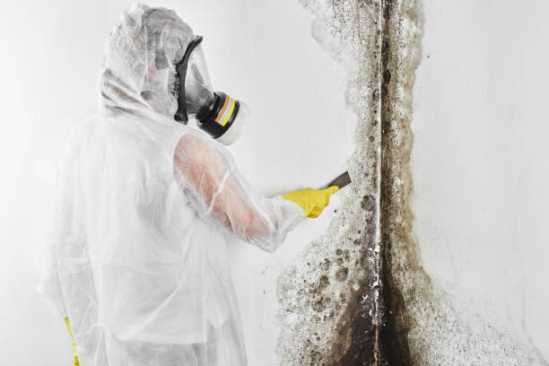 Best Office Mold Removal Services  in Fort Lee, NJ