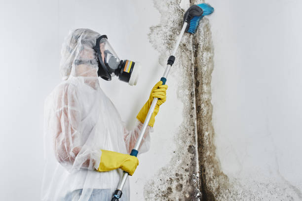 Best Best Mold Removal Companies  in Fort Lee, NJ