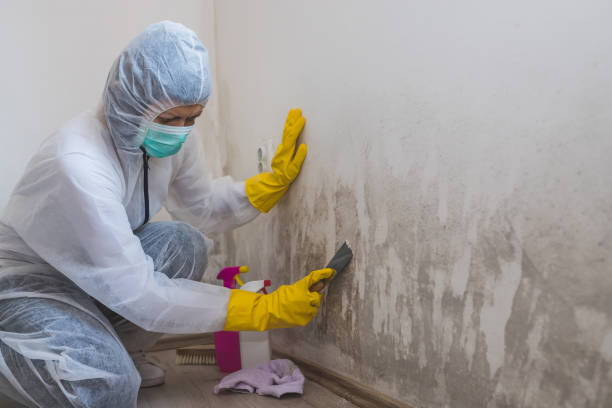 Best Mold Remediation  in Fort Lee, NJ