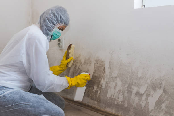 Best Black Mold Removal  in Fort Lee, NJ