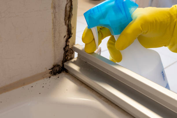 Best Affordable Mold Removal  in Fort Lee, NJ