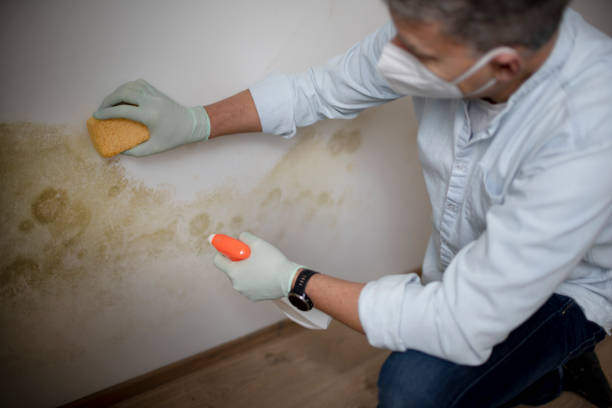 Best Commercial Mold Removal  in Fort Lee, NJ