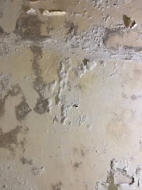 Best Certified Mold Removal  in Fort Lee, NJ