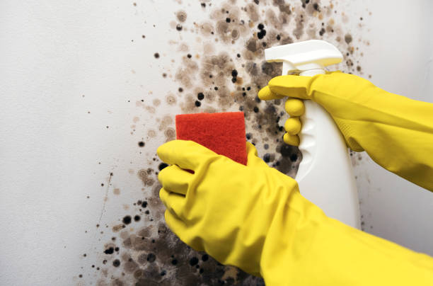 Best Mold Removal Near Me  in Fort Lee, NJ