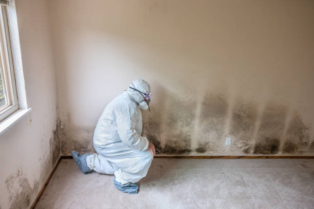 Trusted Fort Lee, NJ Mold Removal Experts