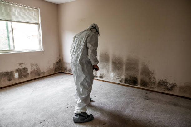 Best Commercial Mold Removal  in Fort Lee, NJ