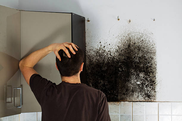 Best Home Mold Removal  in Fort Lee, NJ