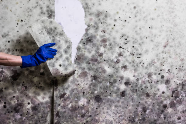 Best Mold Testing  in Fort Lee, NJ