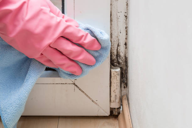 Best Fast Mold Removal  in Fort Lee, NJ