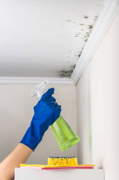 Best Same-Day Mold Removal  in Fort Lee, NJ